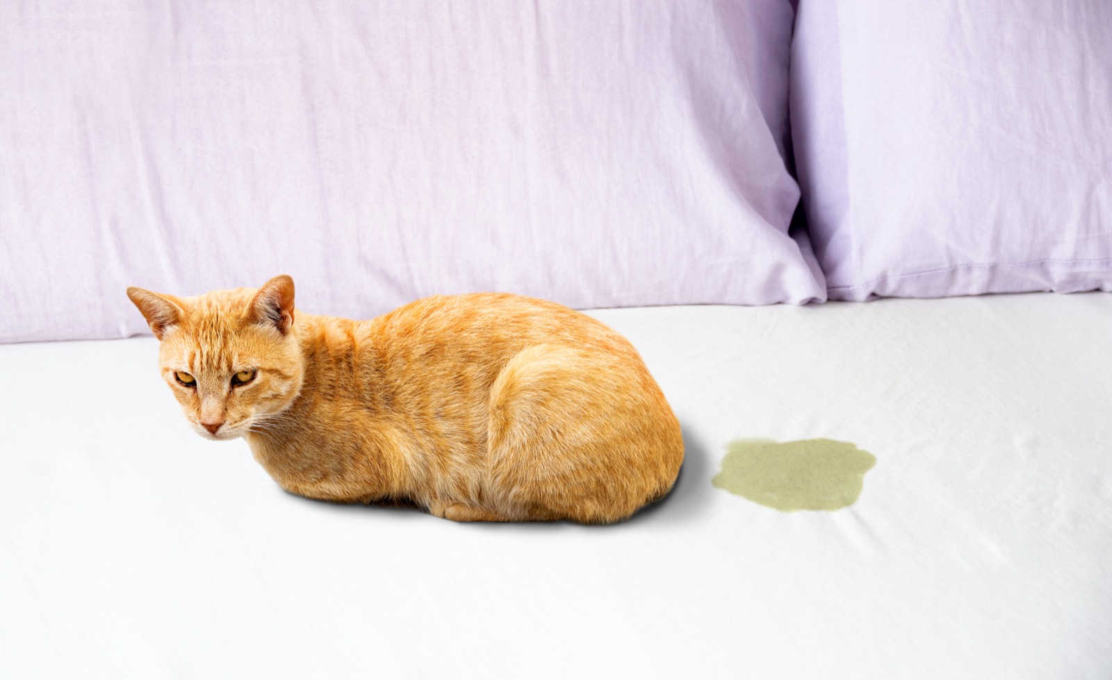 A cat sitting beside a wet spot on a bedsheet