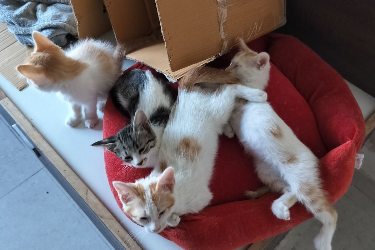 A litter of indie kittens curled up together in a red cat bed, one more climbing out