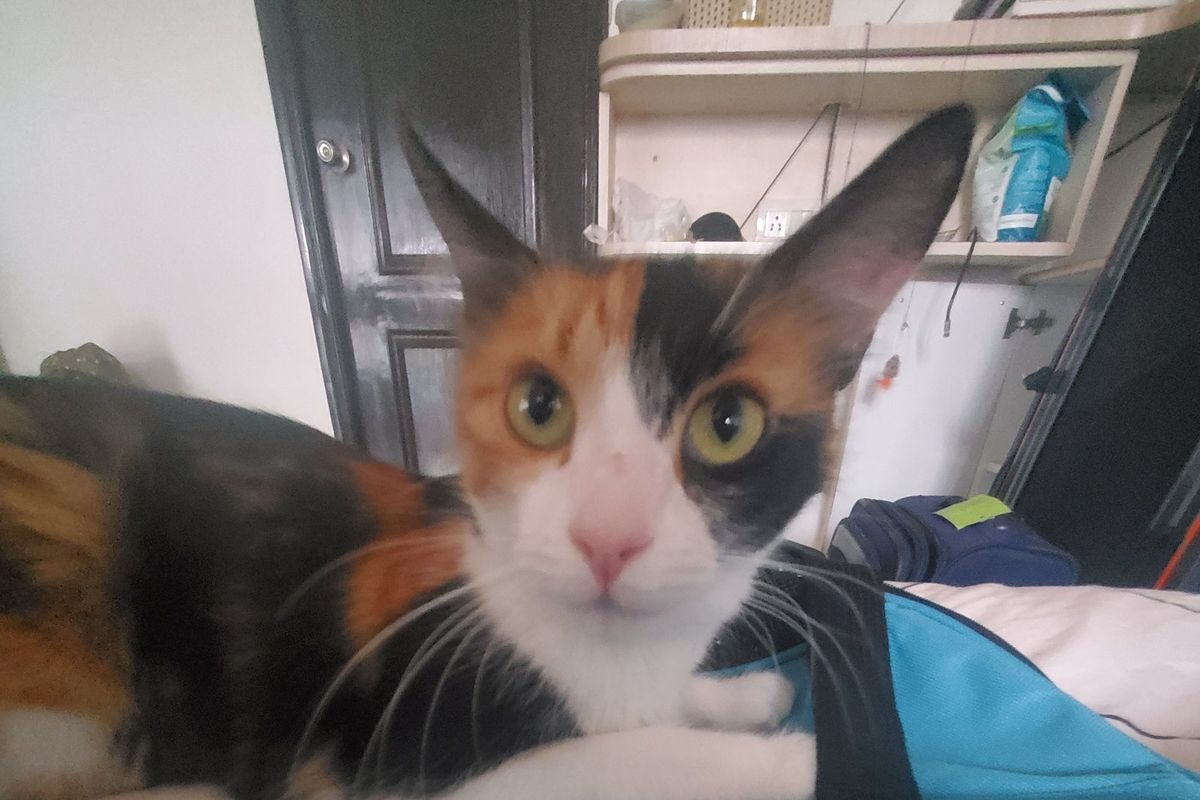 A calico indie cat looking straight at the camera