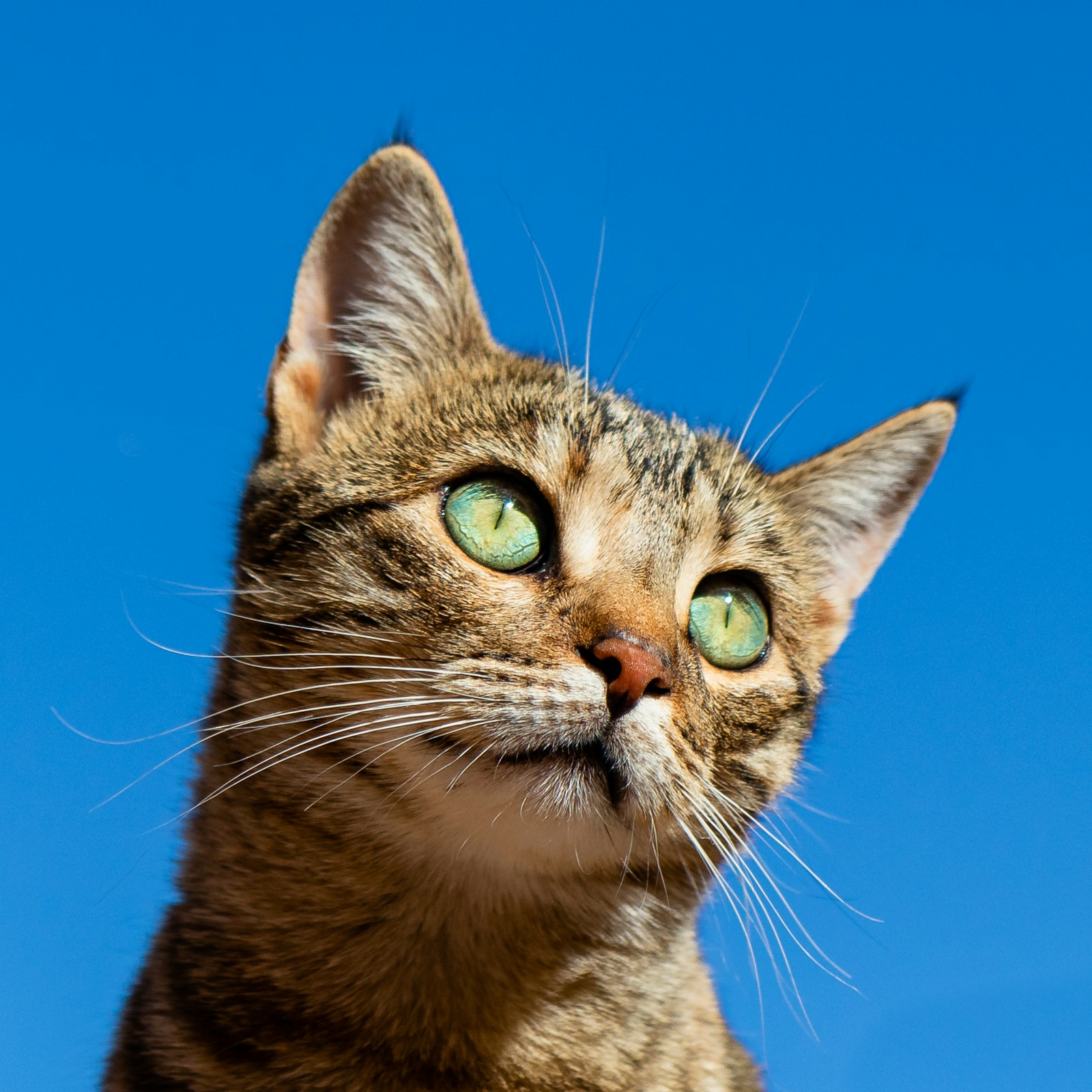 Close-up of a cat's face