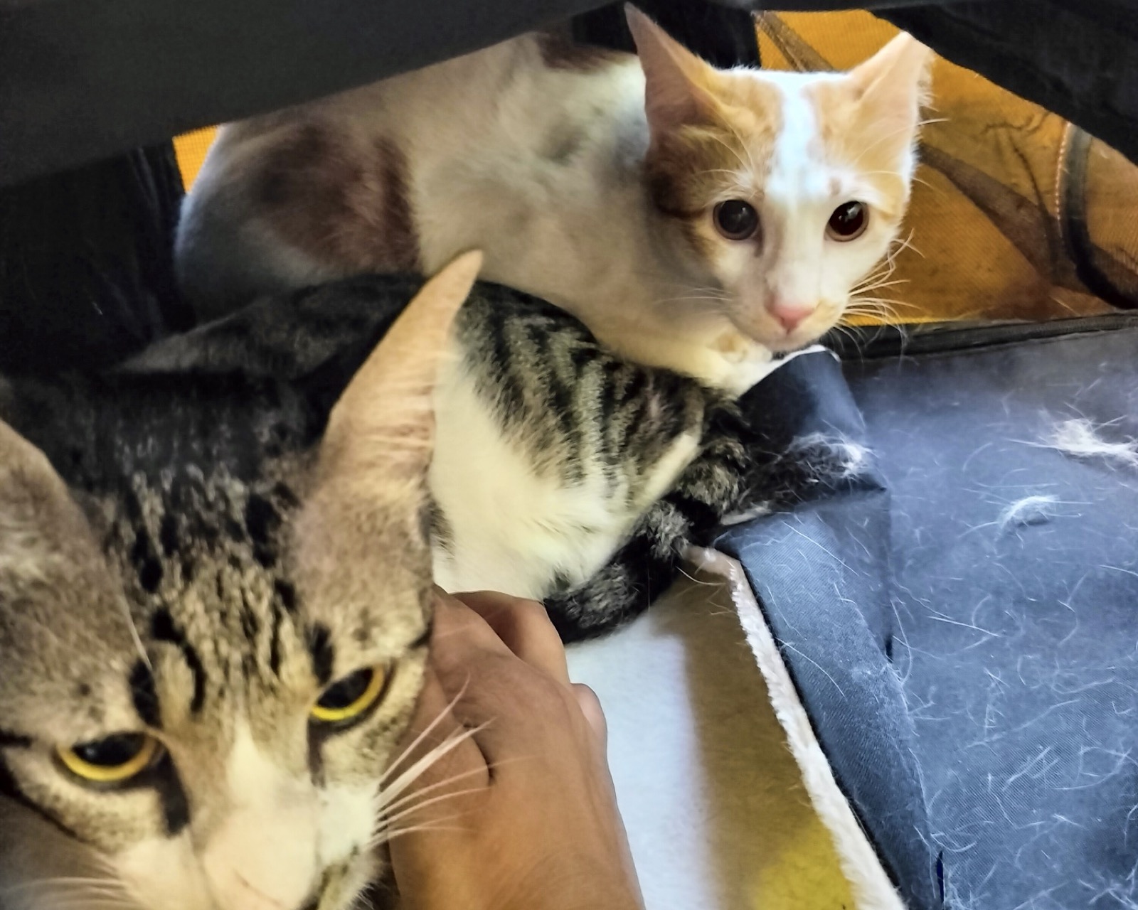 A hand on a cat, with loose hair on the dark surface beside it