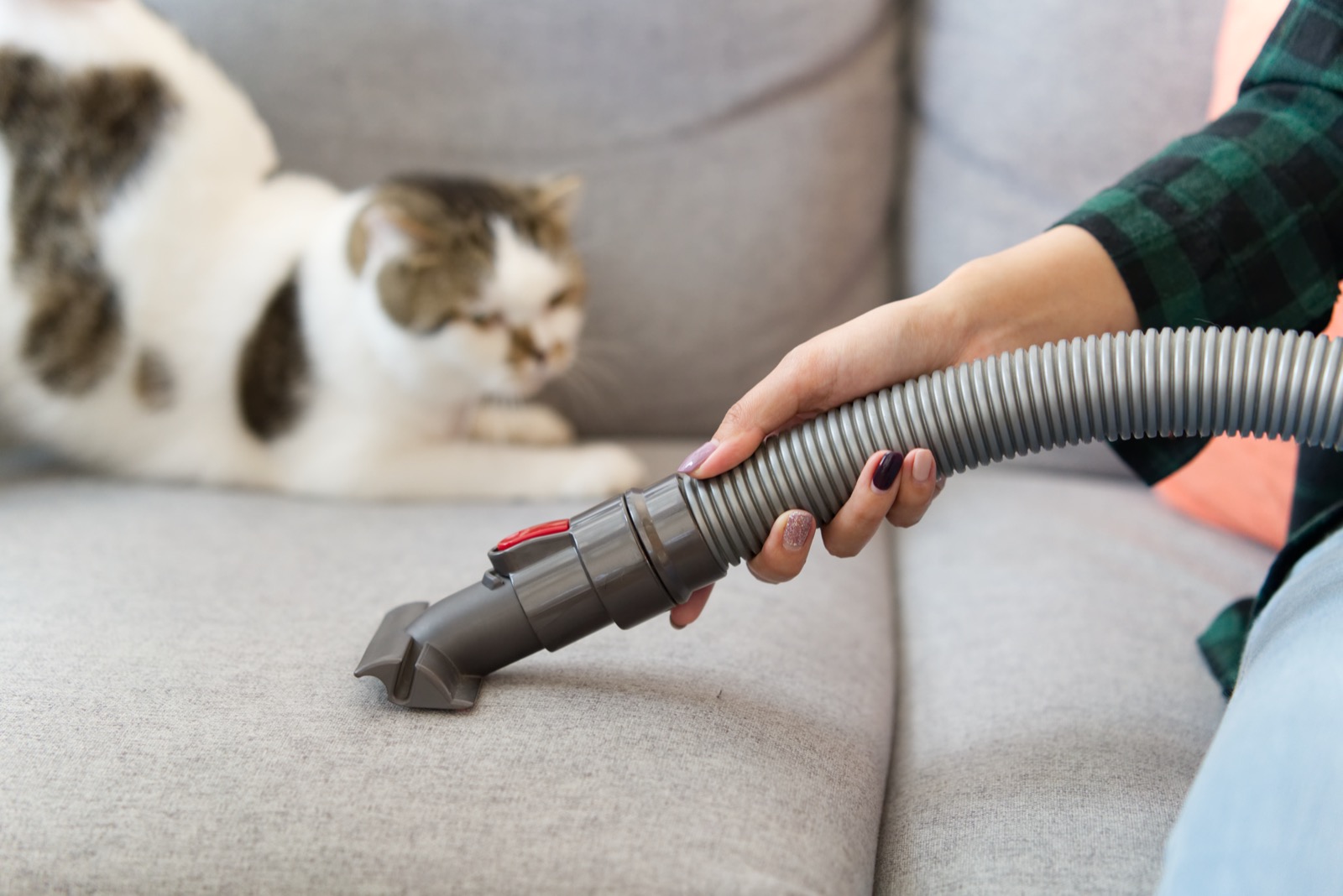 A hand vacuuming a sofa with a crevice nozzle, a cat watching nearby