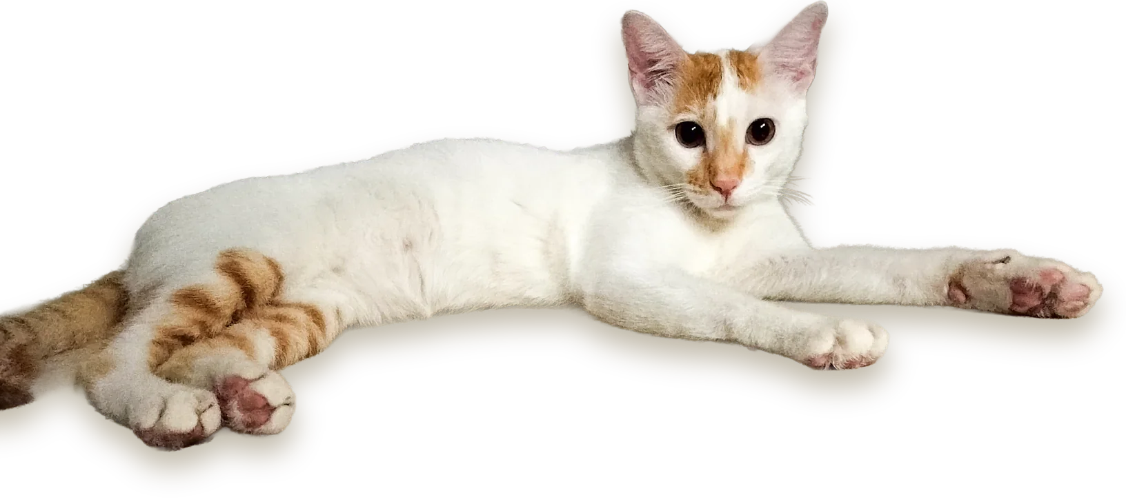 A white-and-ginger indie cat lying stretched out, looking straight at you