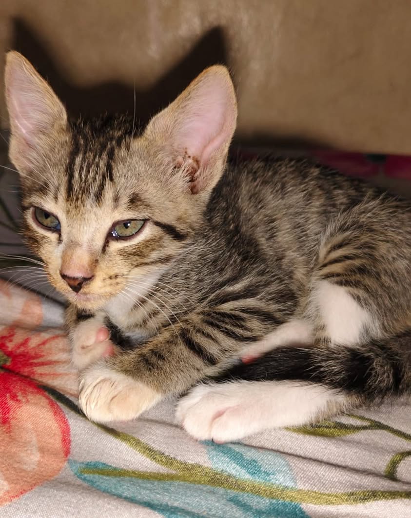 Kittens, looking for a home in Pune