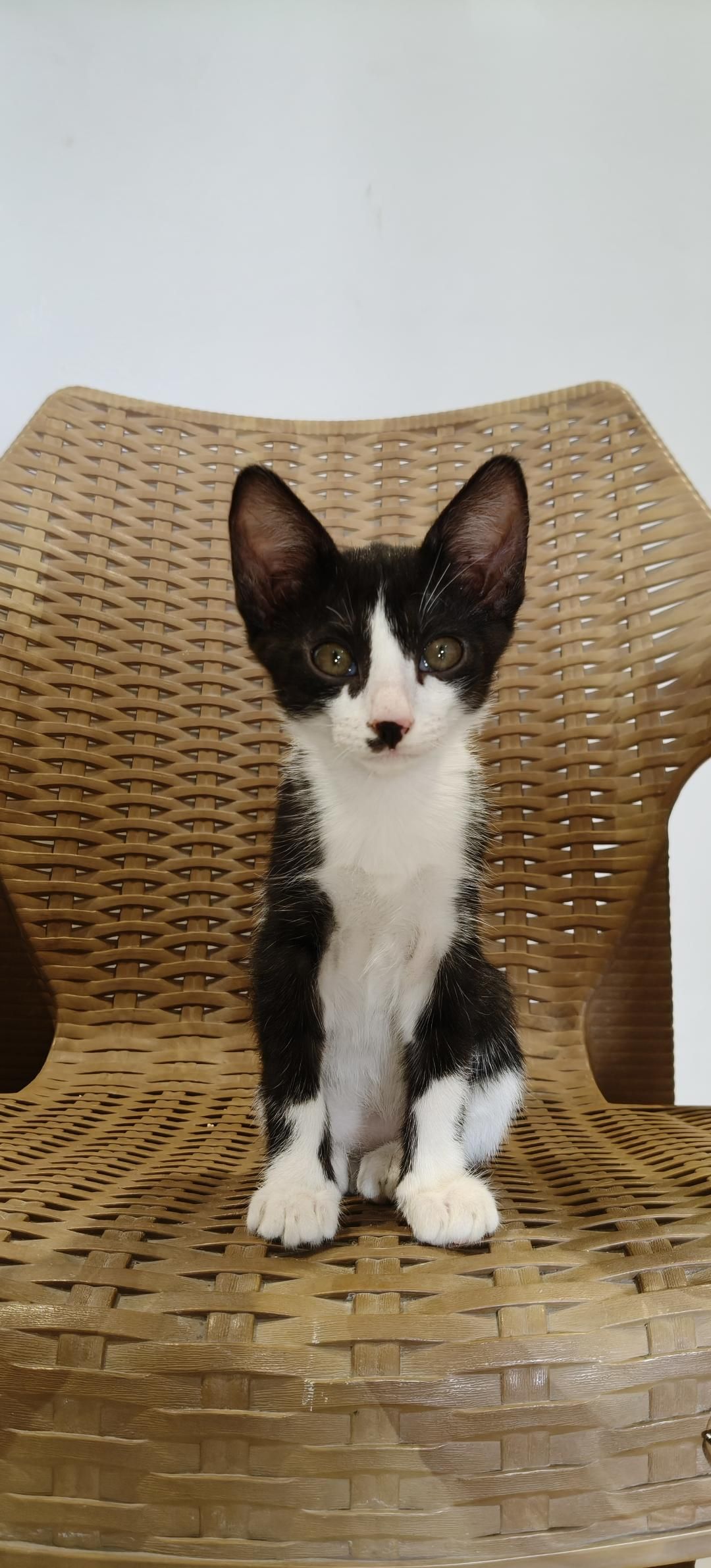 3 kittens ("Panda", "Biscuit" and "Rocky"), looking for a home in Pune