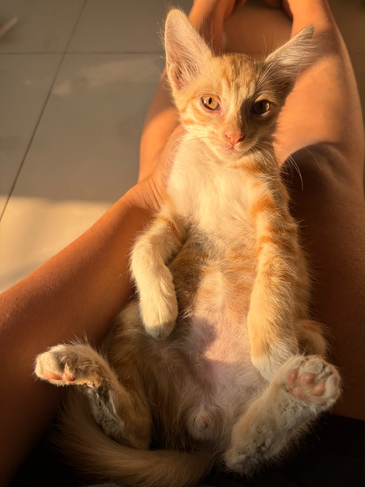 1 kitten ("Broski"), looking for a home in Pune
