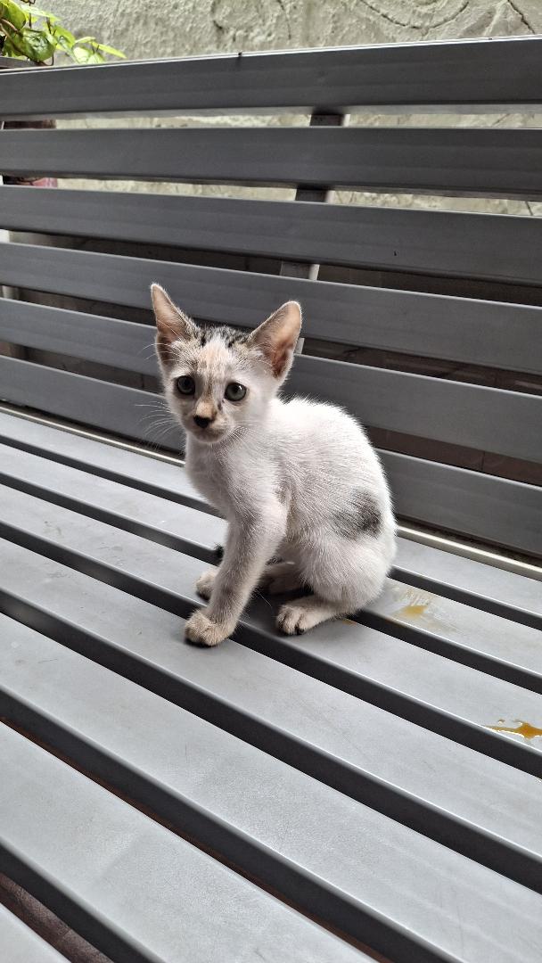 1 kitten ("Puchu"), looking for a home in Pune
