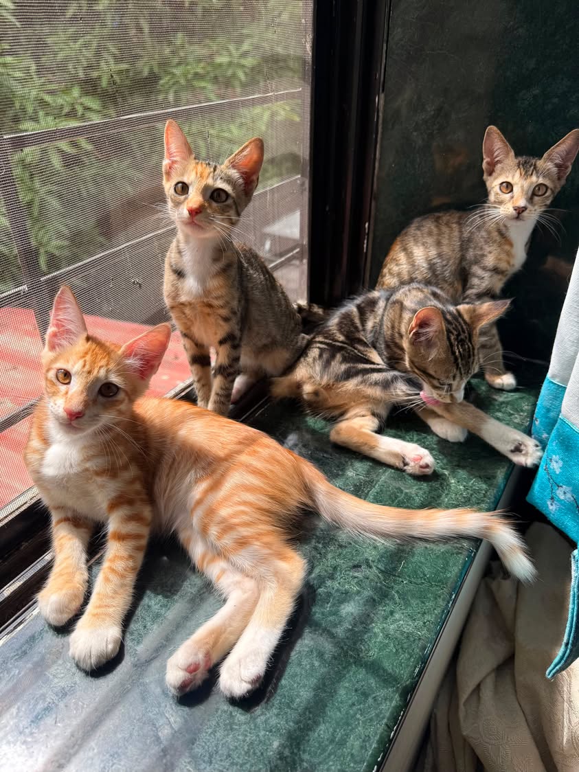 4 kittens, looking for a home in Pune