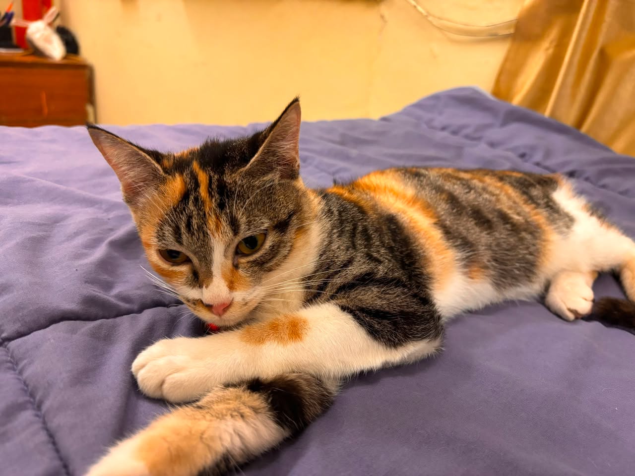 1 kitten ('Mimi', calico), looking for a home in Pune