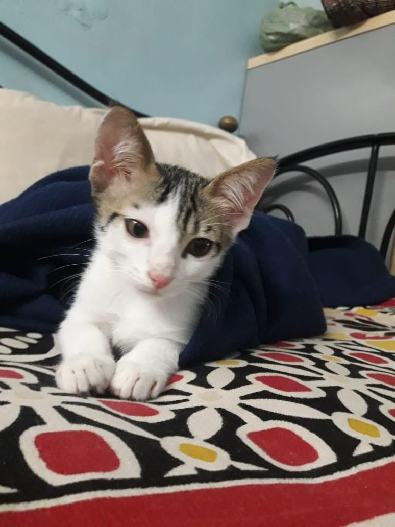 1 kitten ("Lightu"), looking for a home in Pune