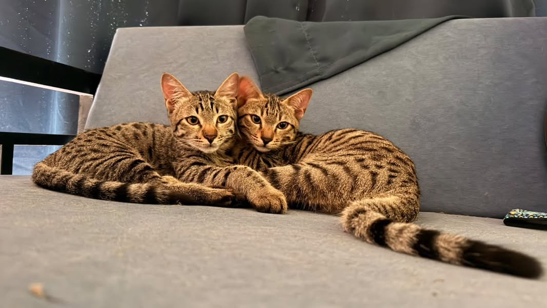 2 kittens (brothers), looking for a home in Pune