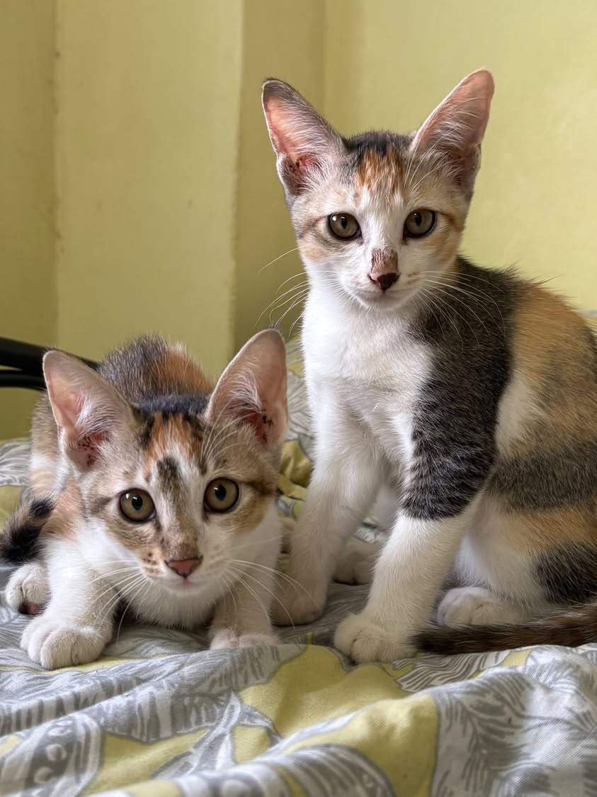 2 kittens, looking for a home in Pune