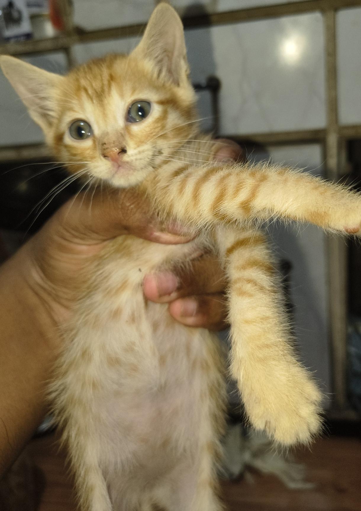 4 kittens, has been adopted