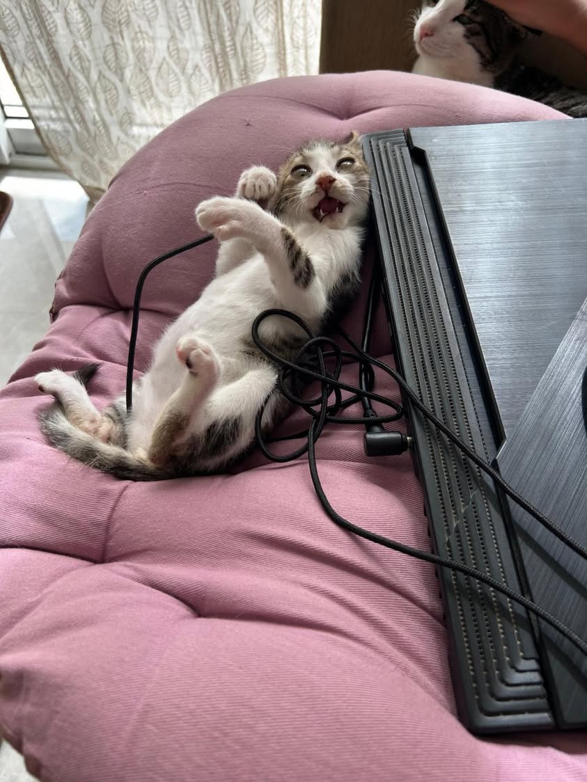 1 kitten ("Chintu"), looking for a home in Pune