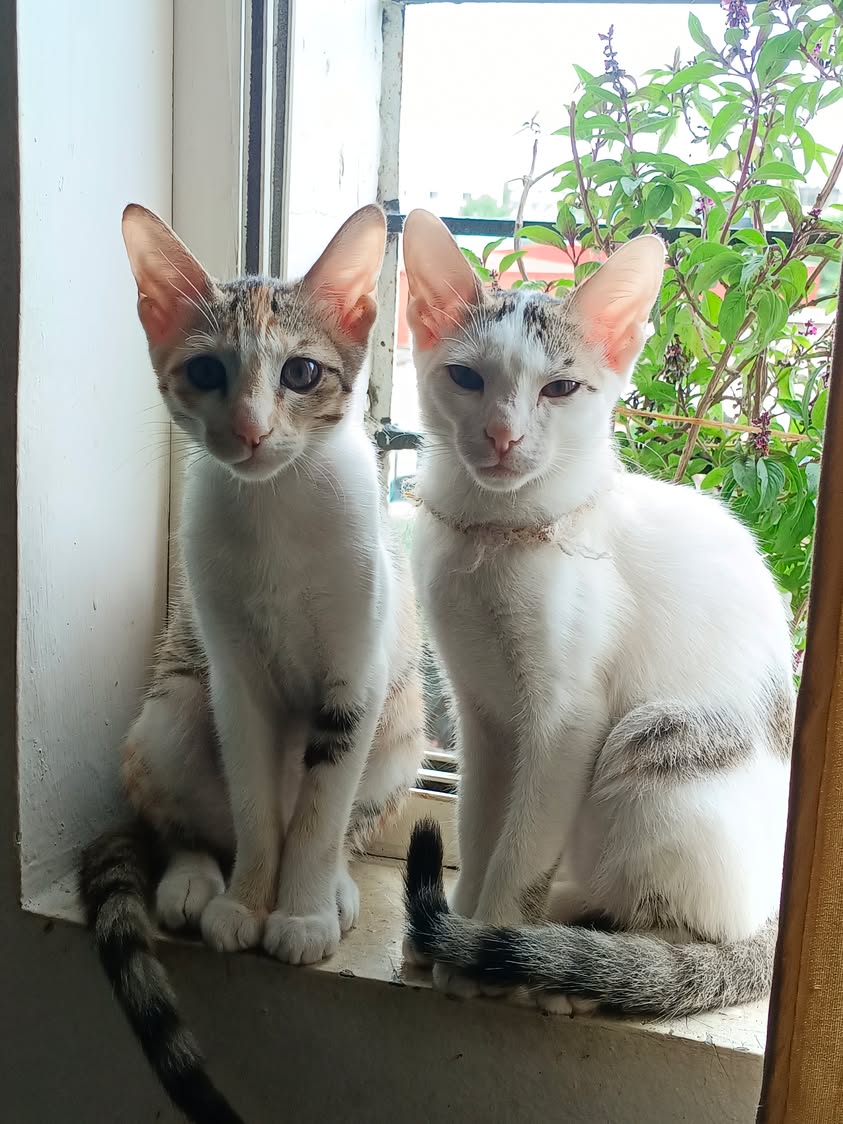 Two kittens, looking for a home in Pune