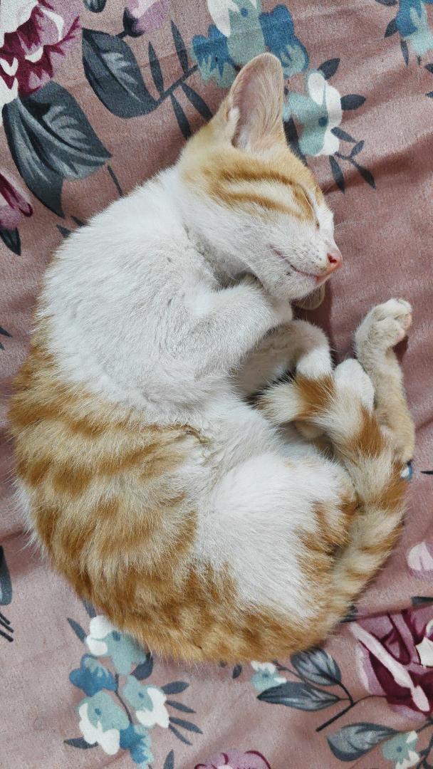 One kitten, looking for a home in Pune