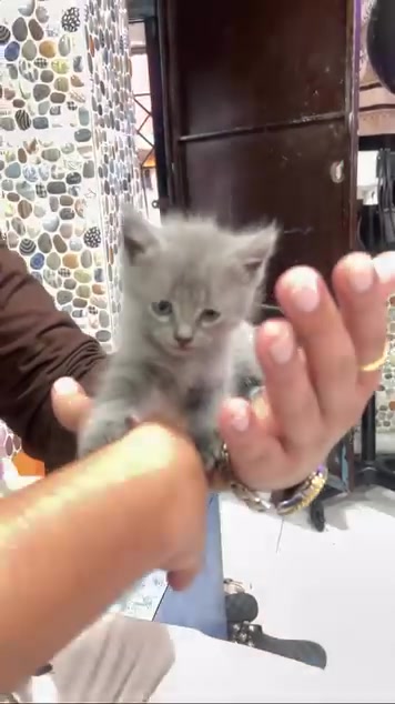 1 kitten (grey), looking for a home in Pune