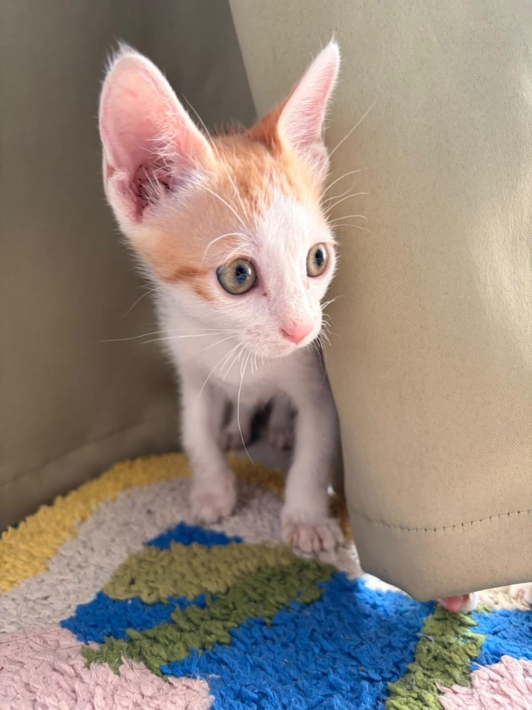 1 kitten ("Feni"), looking for a home in Pune