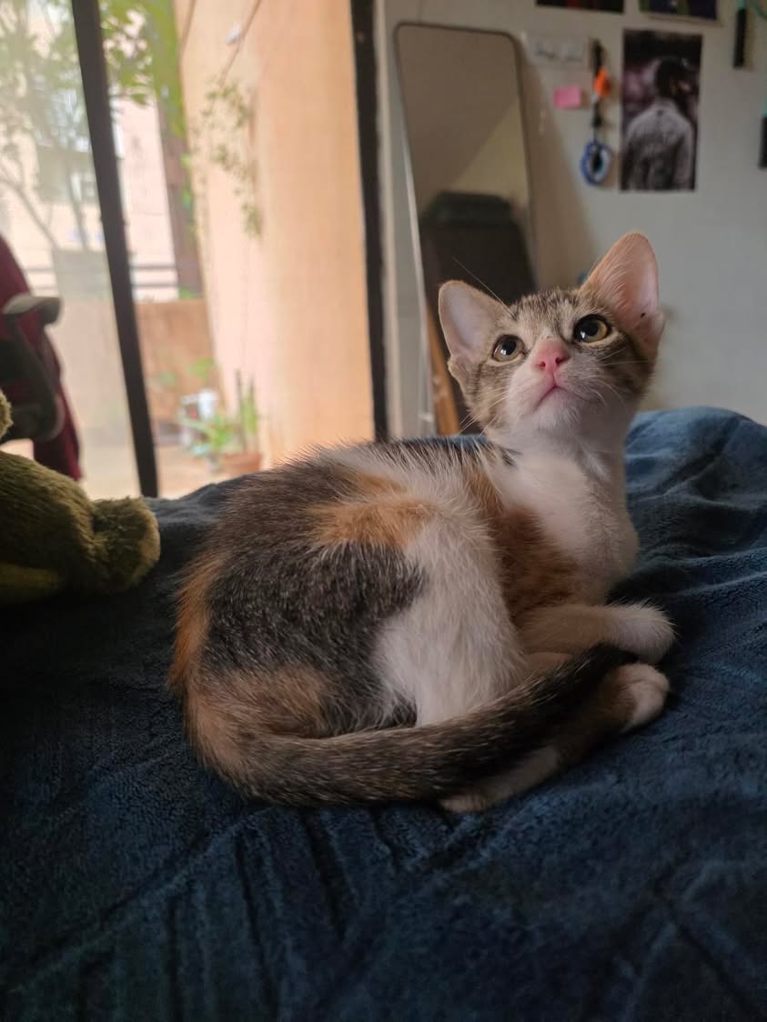 1 kitten (calico girl), has been adopted