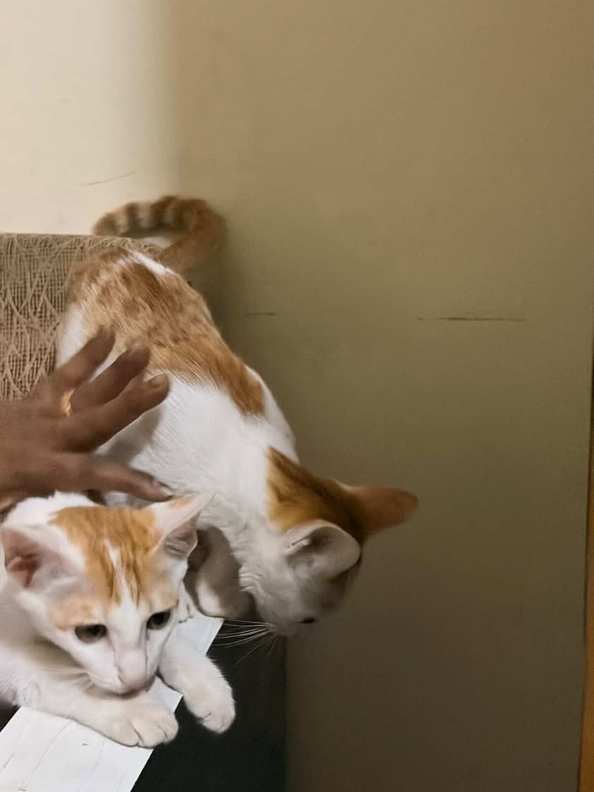 Two kittens, looking for a home in Pune