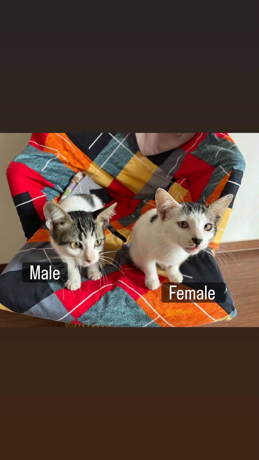 2 kittens (brother and sister), looking for a home in Pune