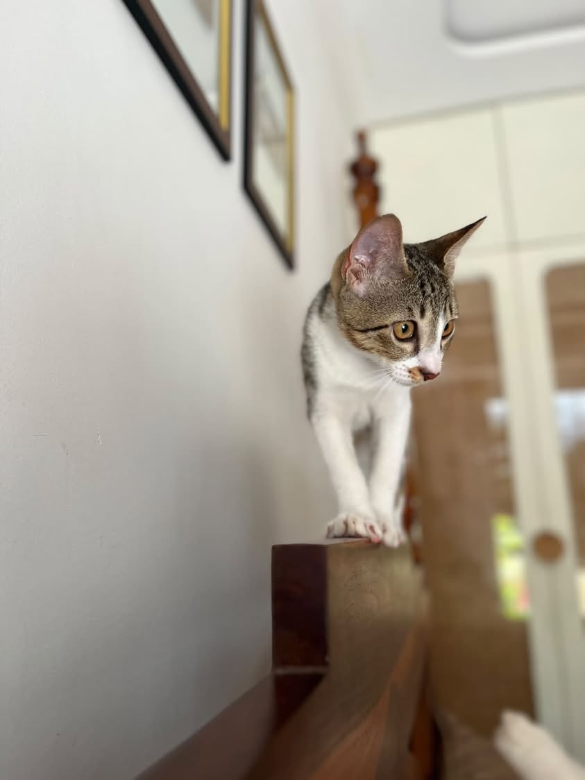 2 cats ("Chubby" & "Milo"), looking for a home in Pune
