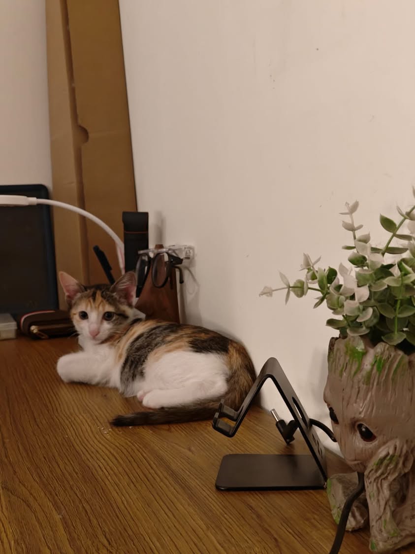 1 kitten ("Litchi"), looking for a home in Pune