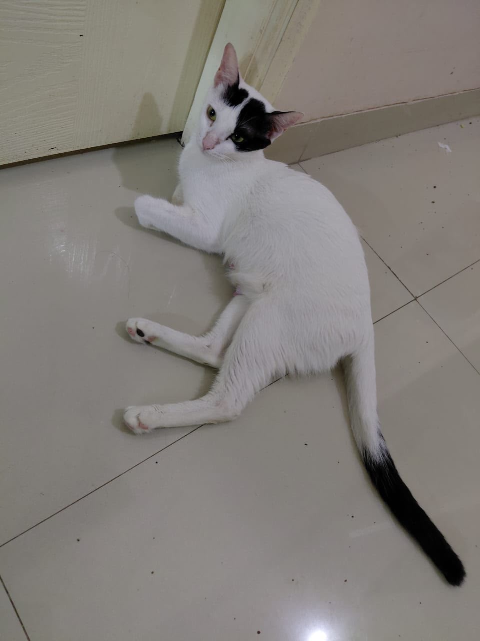 1 cat (white with black patches), Sushmita's, looking for a home in Pune