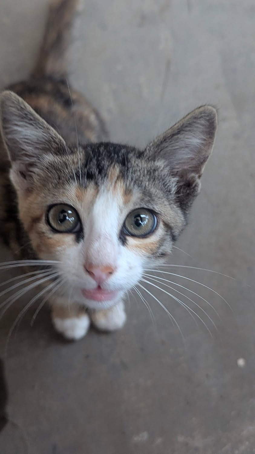 One kitten, “Chiku”, has been adopted