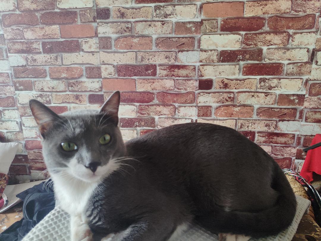 1 cat ("Meeku"), looking for a home in Pune