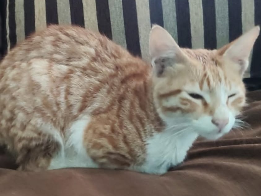 1 kitten ("Kittu"), has been adopted