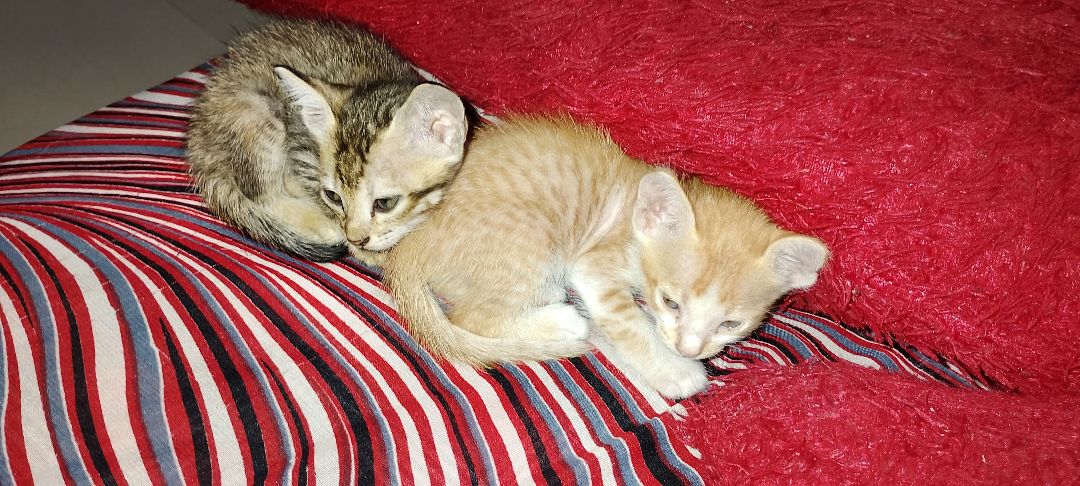 5 kittens ("Sree", "Harshu", "Takili", "Shanu" and "Jacky"), looking for a home in Pune
