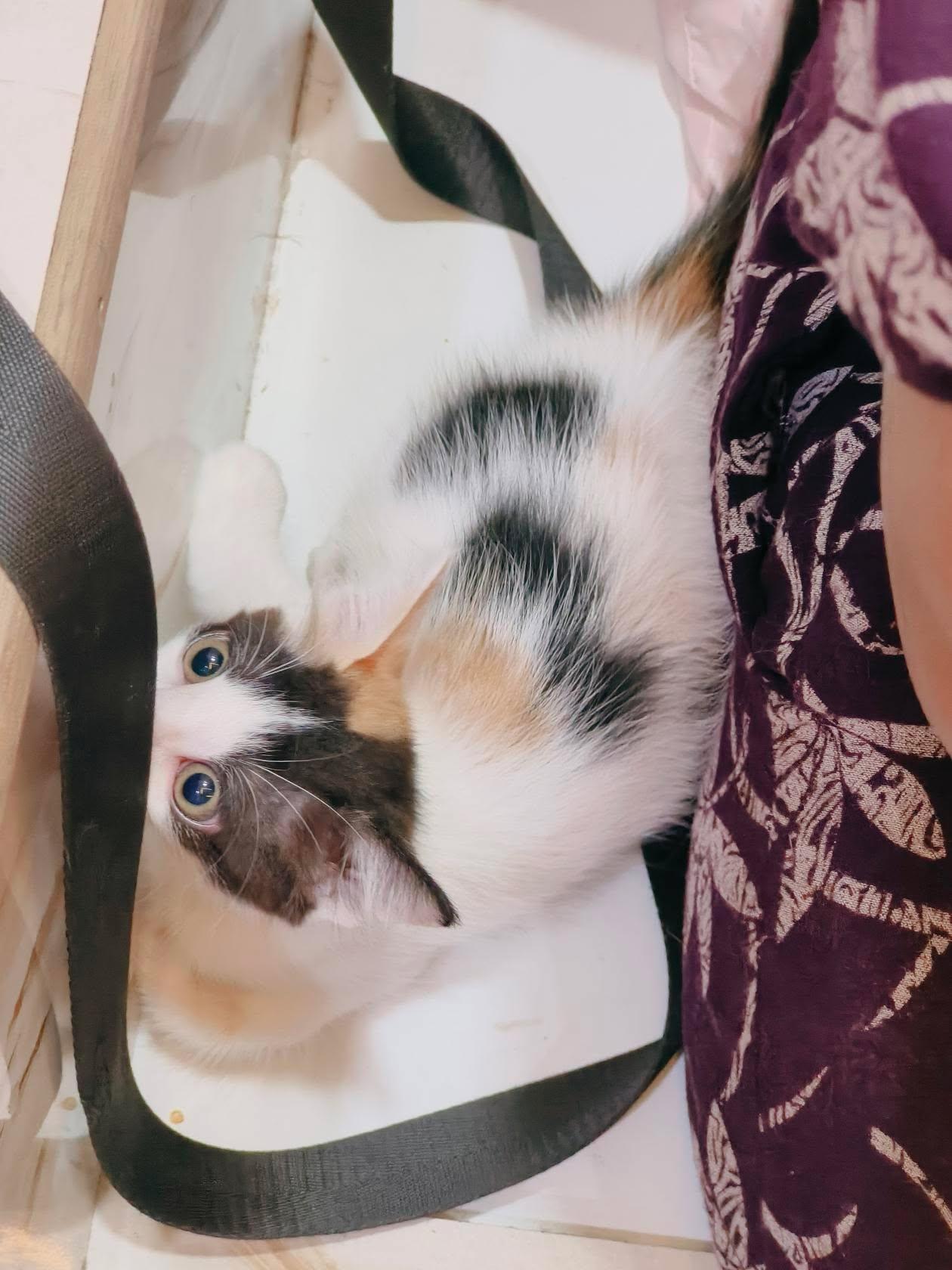 3 kittens ("Bhondu", "Snow" & "Angel"), looking for a home in Pune