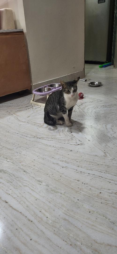 1 cat (male, grey tabby with a white chest), looking for a home in Pune