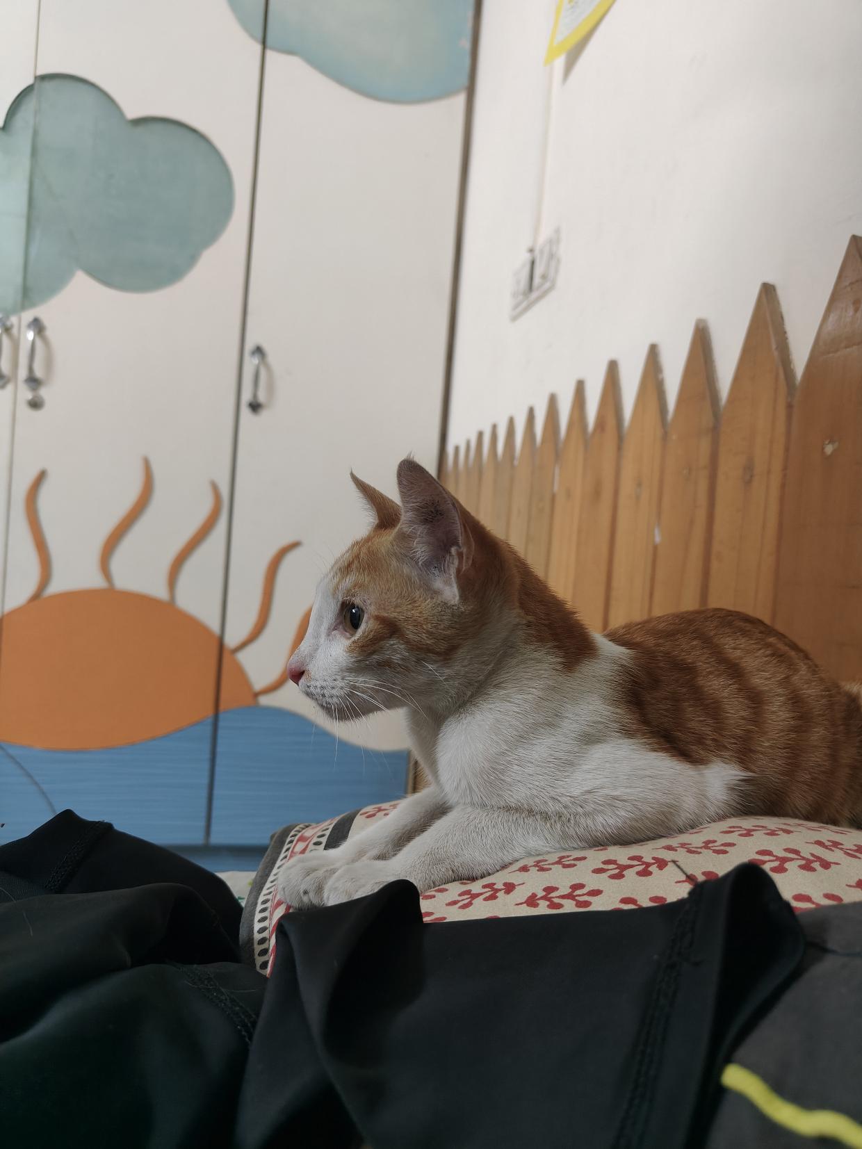 1 kitten, looking for a home in Pune