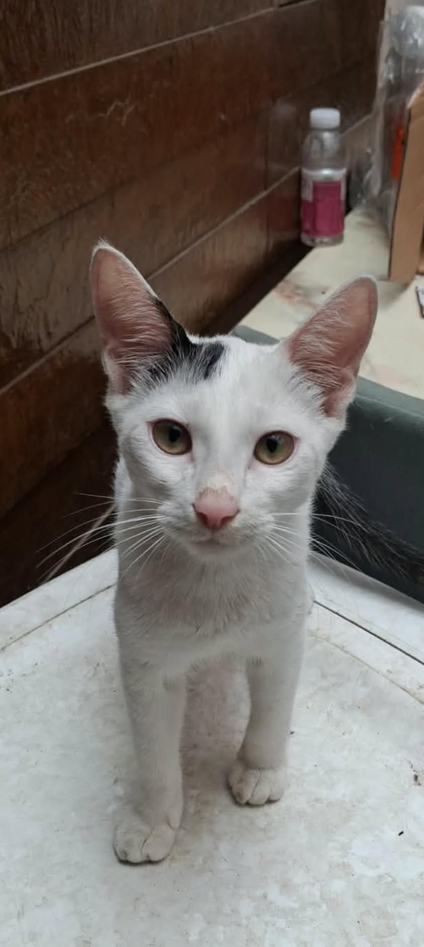 3 kittens ("Kila", "Kiki" & "Kiwi"), has been adopted