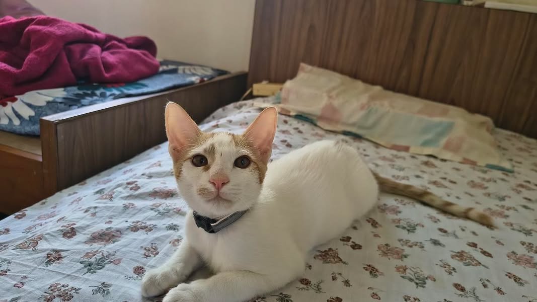 1 kitten ("Lucifer"), has been adopted