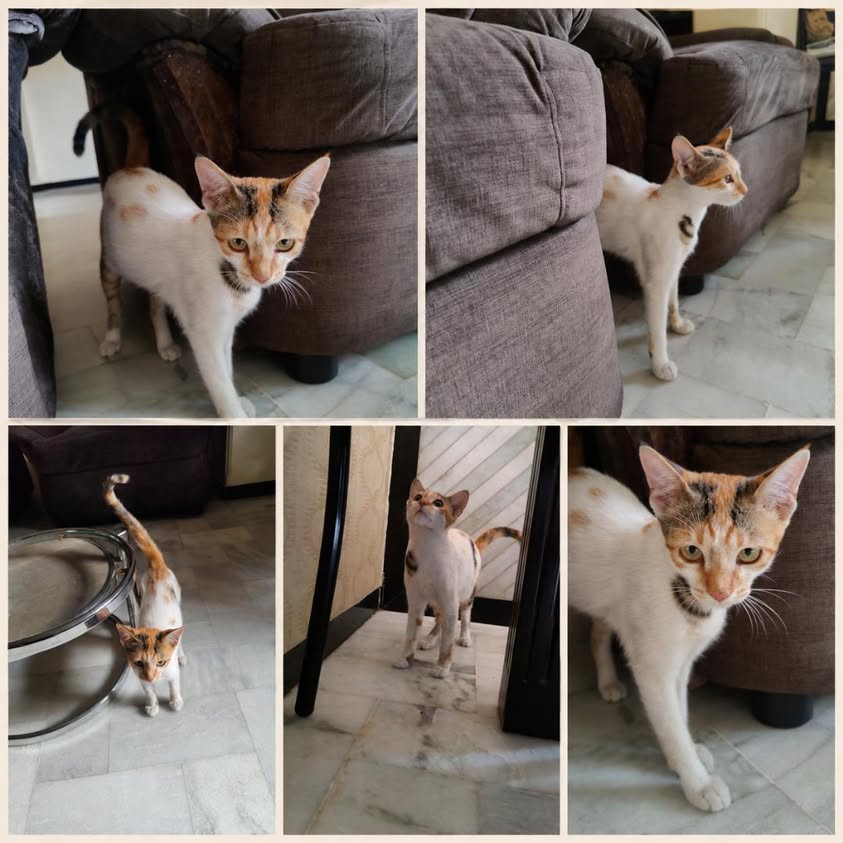 1 kitten (calico girl), looking for a home in Pune