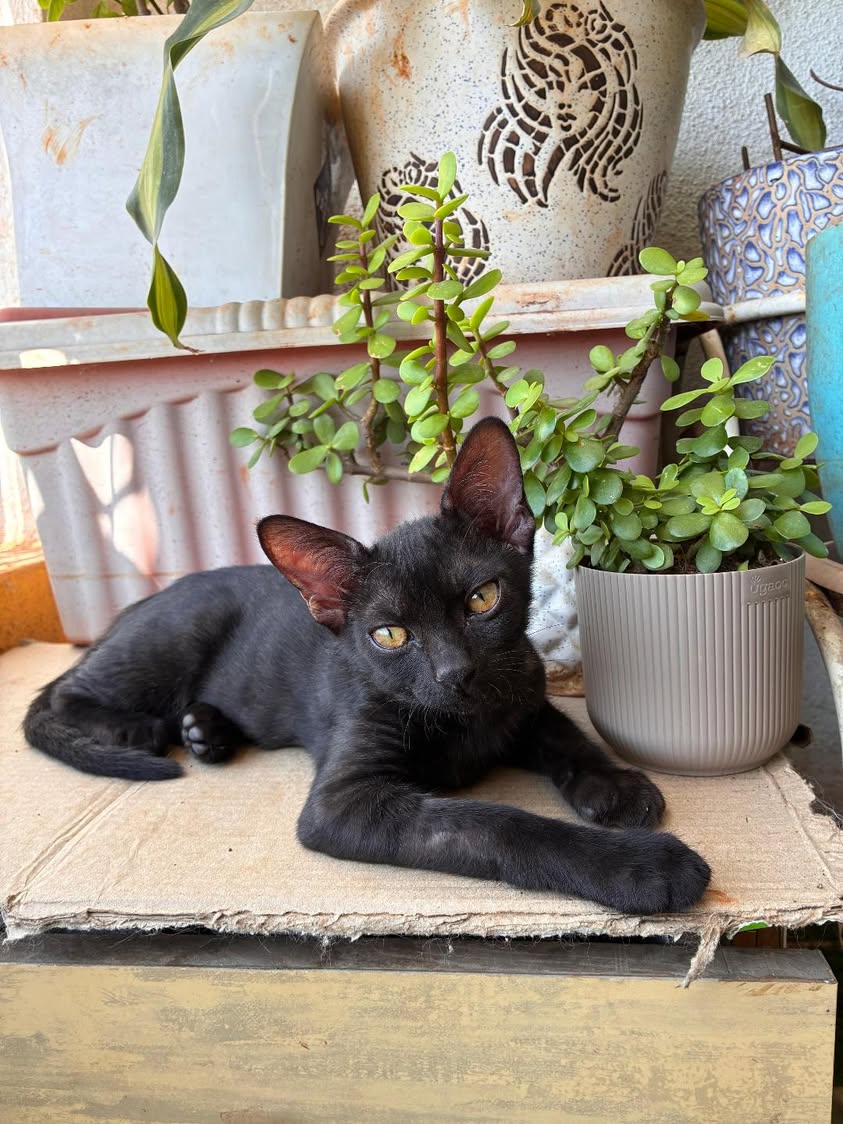 1 kitten ("Smoky"), looking for a home in Pune