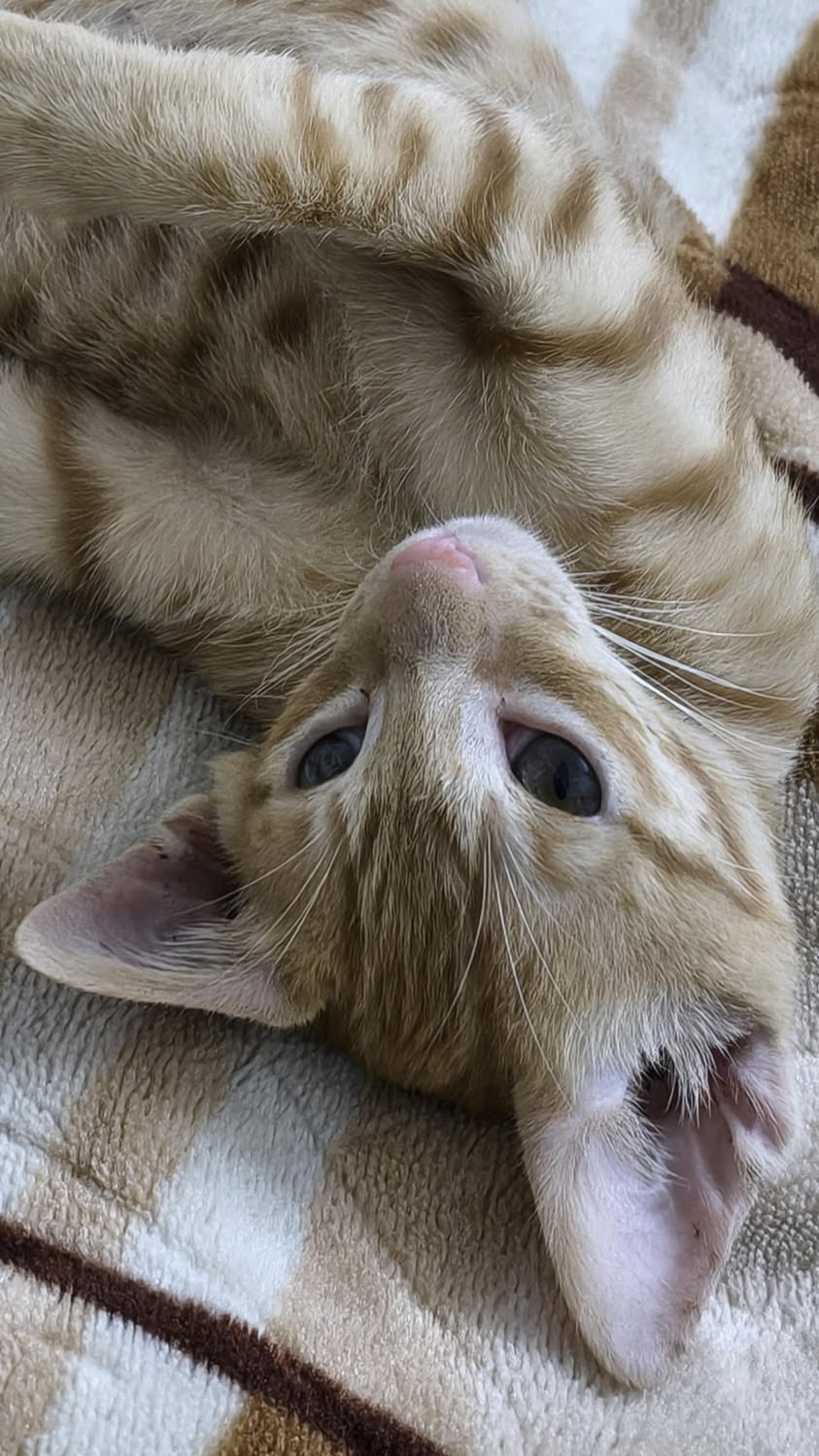 1 cat (male), has been adopted