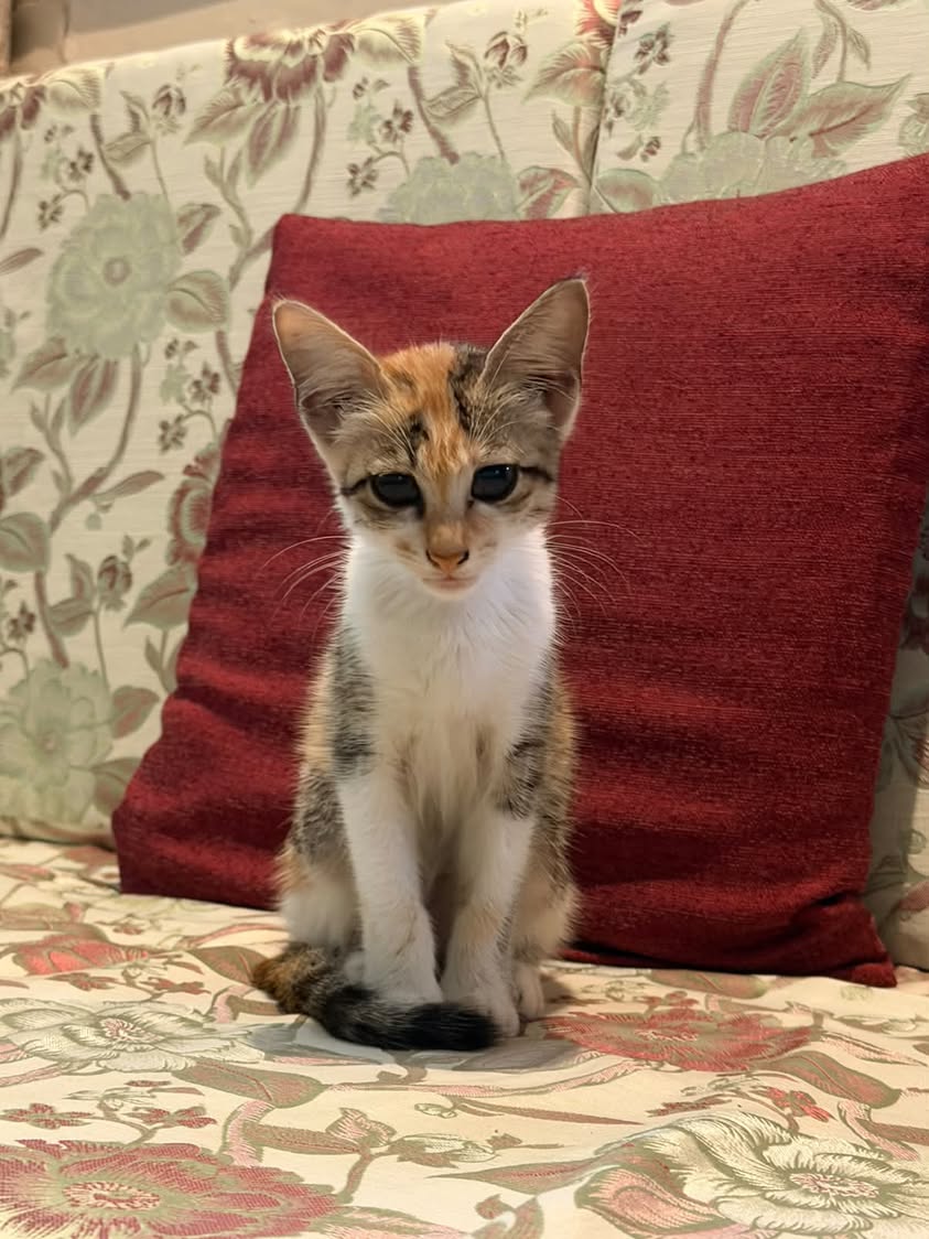 2 kittens (brother and sister), looking for a home in Pune