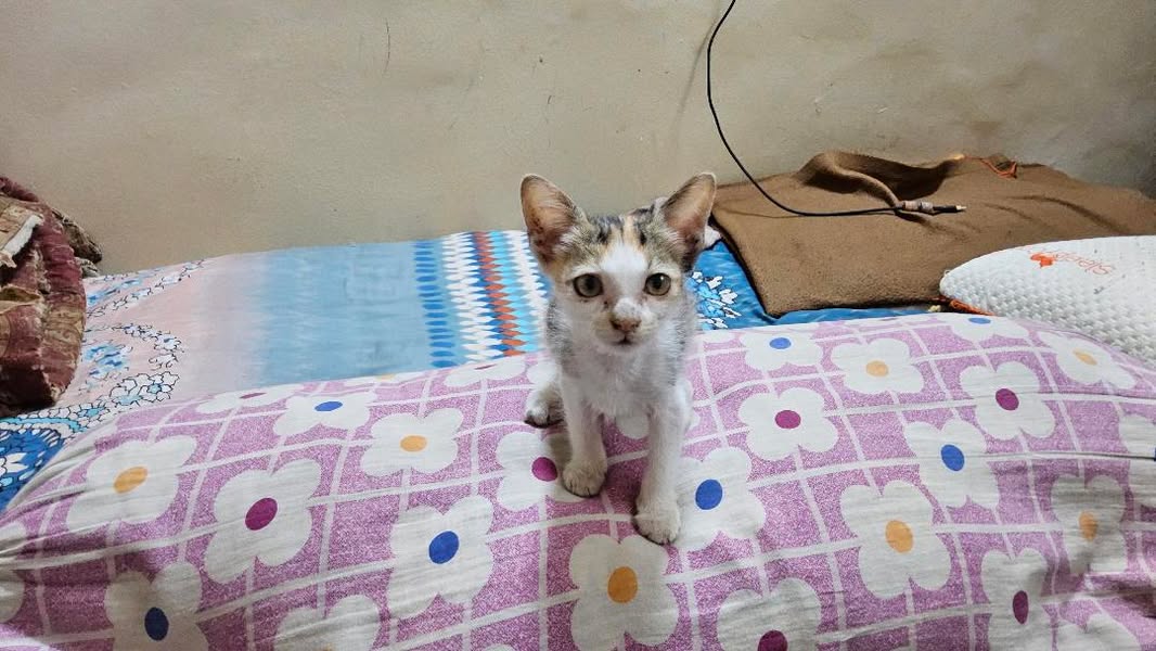 1 kitten, looking for a home in Pune