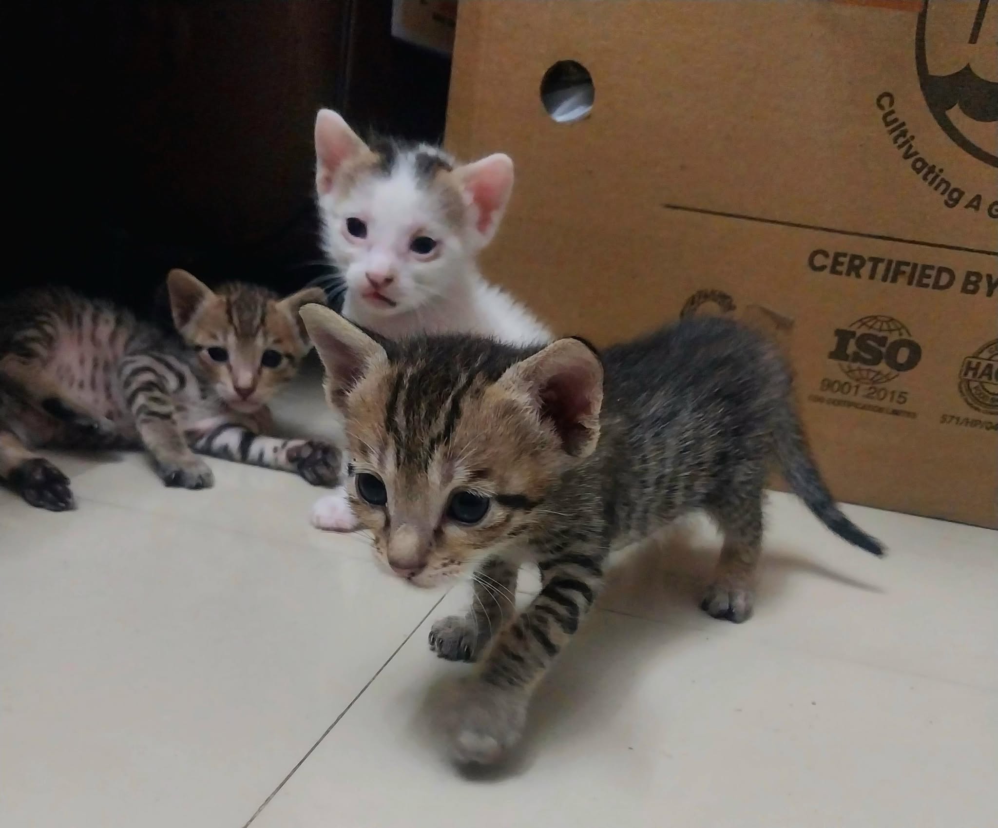 3 kittens, looking for a home in Pune