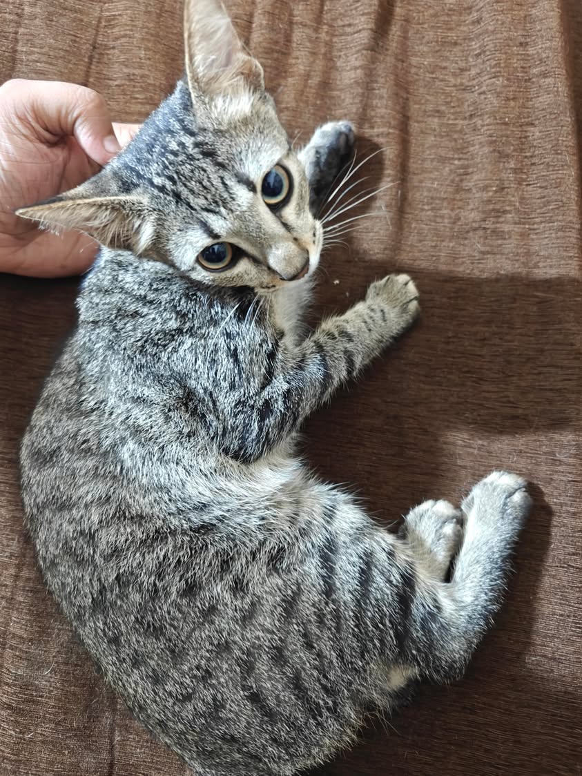1 kitten ("Cheetos"), looking for a home in Pune
