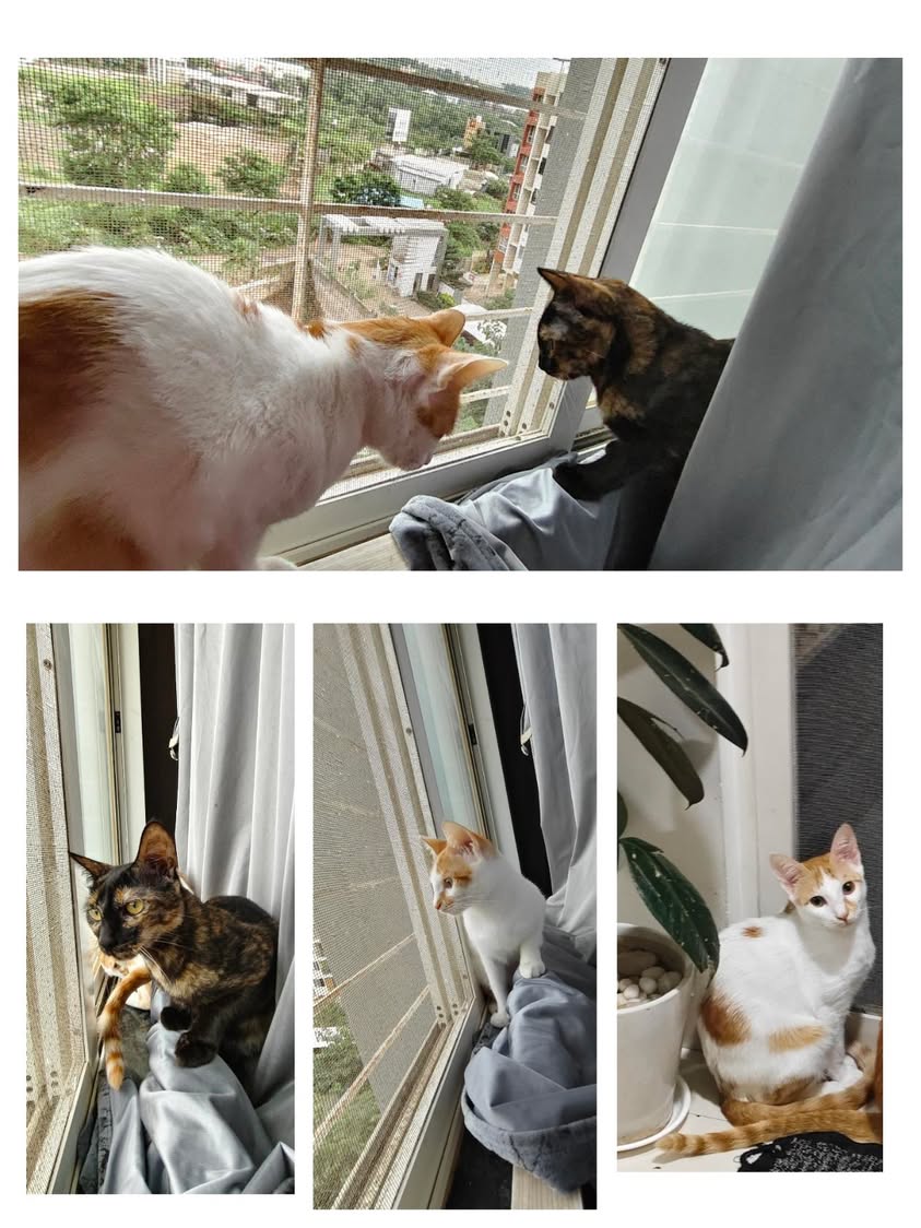 2 cats ("Butter cup", "Speed"), looking for a home in Pune