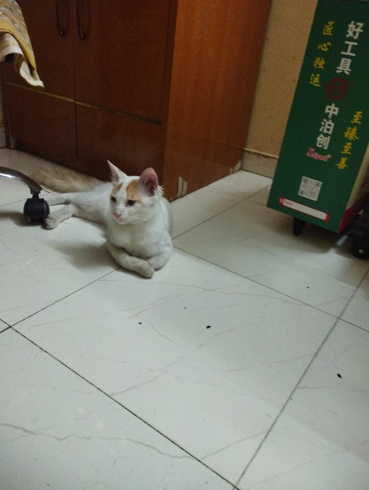 1 kitten ("Mochi"), looking for a home in Pune