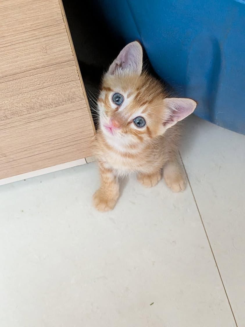 1 kitten, looking for a home in Pune