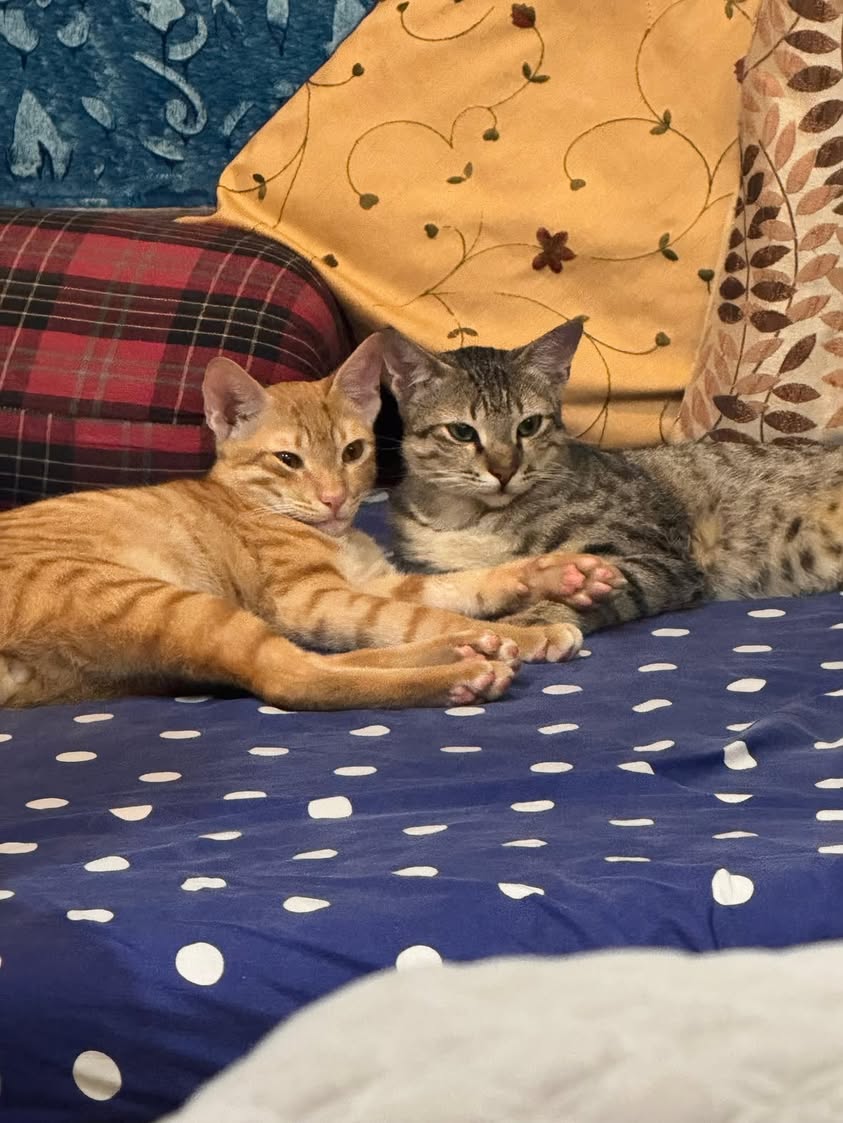Two kittens, “Chiku” & “Lolo”, looking for a home in Pune