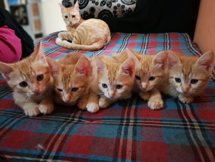 Five ginger kittens, looking for a home in Pune
