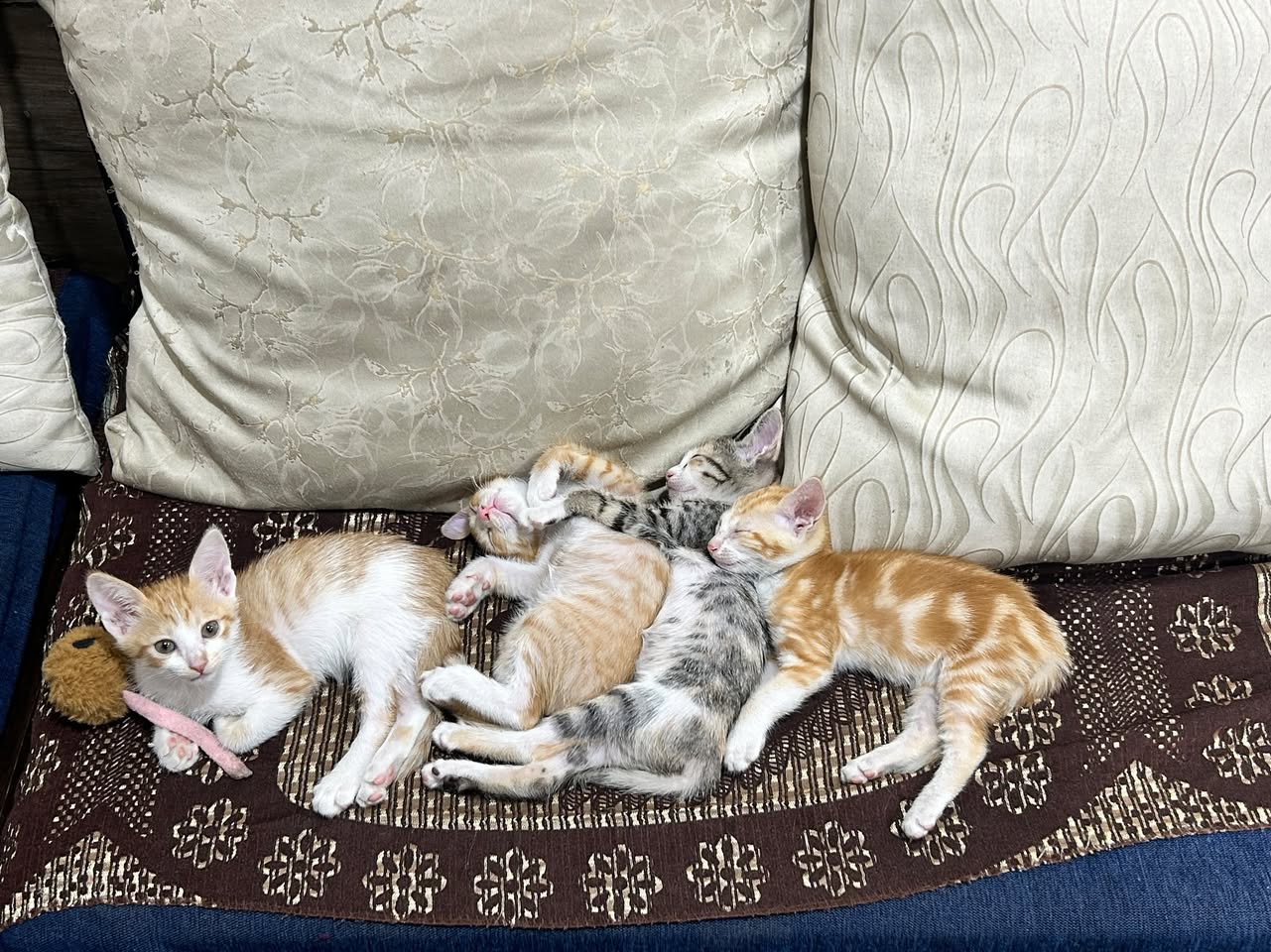 5 kittens, looking for a home in Pune